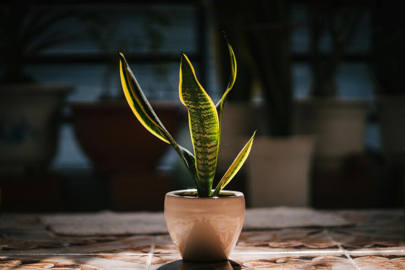 Green Plant on Clay Pot